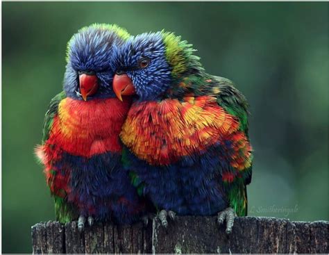 VJBrendan.com: Rainbow Parrots