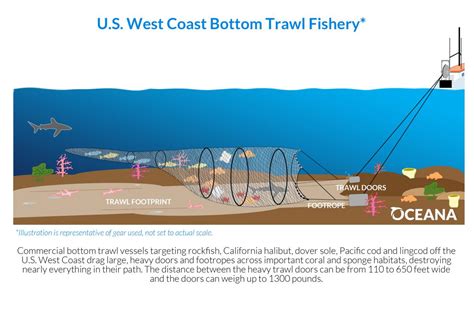 Bottom trawling | Oceana USA