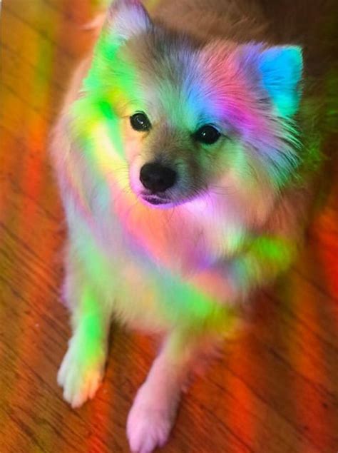 Rainbow Dog Photography