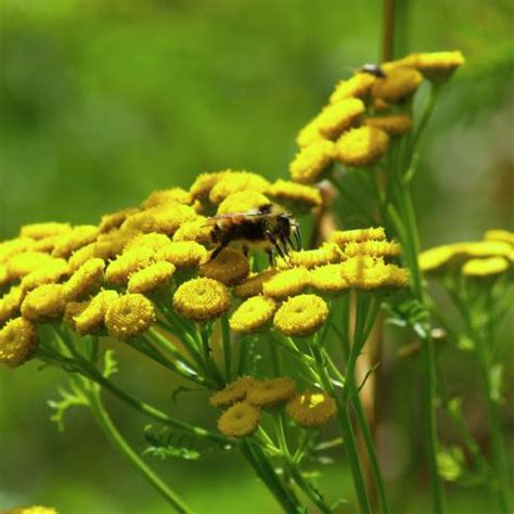 Common tansy | Turfgrass and Landscape Weed ID