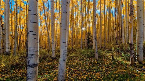 Birch Tree Forest Desktop Wallpaper