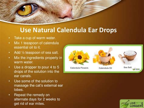 Home remedy for ear mites in cats