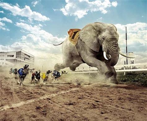 Found Shit » Elephant : Funny, Bizarre, Amazing Pictures & Videos