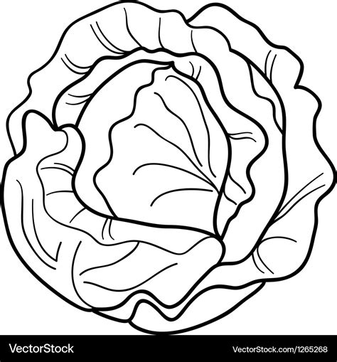 Cabbage vegetable cartoon for coloring book Vector Image