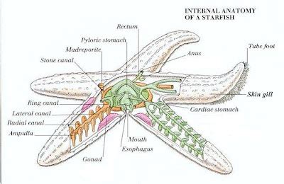 Echinodermata: General Anatomy