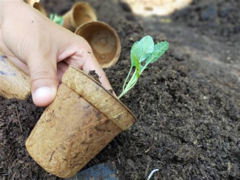 Biodegradable seed starter pots – Biodegradable and Compostable Pots