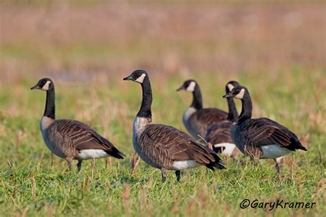 Canada Goose - Gary Kramer Photographer / Writer