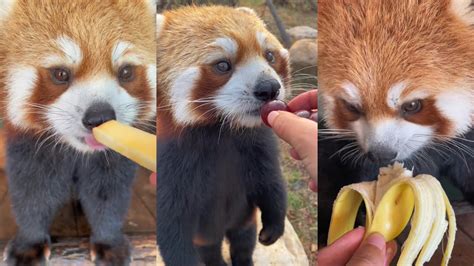 ASMR Red Panda Eating Fruits Compilation | Douyin - YouTube