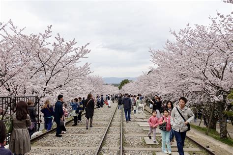 Best Sakura Spots in Kyoto, Japan / E-lyn Tham