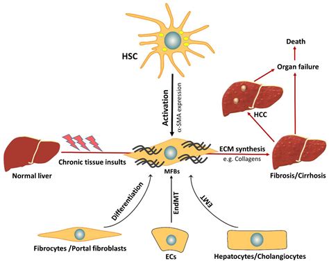 Stellate Cells