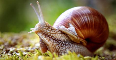 Mollusk - A-Z Animals