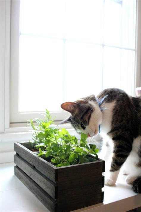 Make a Cat Grass Garden with Herbs Cats Can Eat