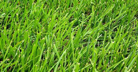 How to Identify Your Lawn Grass