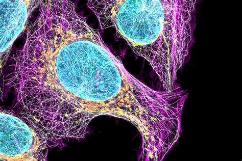 Cell Biology Image Gallery | Science Lab | Leica Microsystems