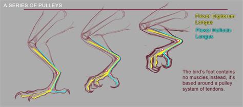 Bird foot & leg anatomy | Birding | Pinterest