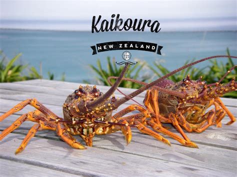 New Zealand Crayfish town- Kaikoura - exchangeTravel Journal