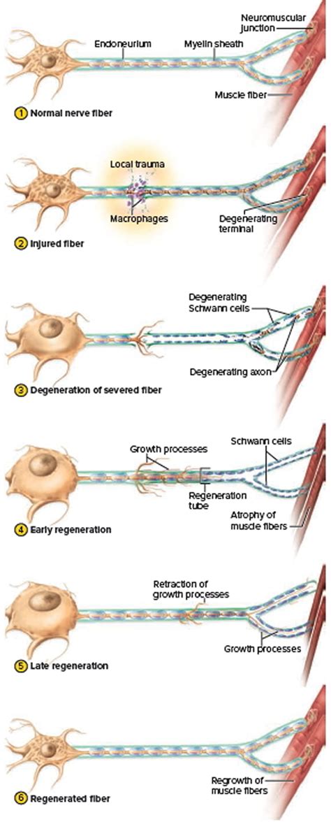 Nervous System - Central and Peripheral Nervous System Function