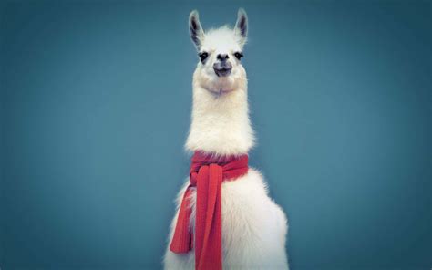 Llama Scarf Wallpaper