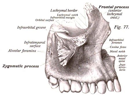 Diagram Of Maxilla