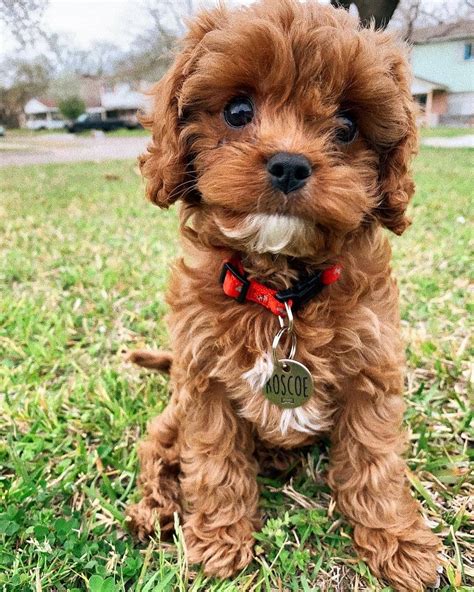 Cavapoo Puppies: Information, Characteristics, Facts, Videos #cavapoo #cavapoopuppies # ...