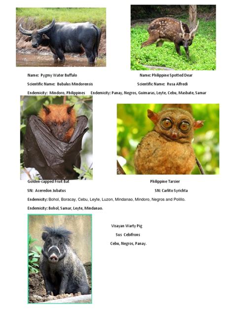 Endemic Mammals in The Philippines | PDF