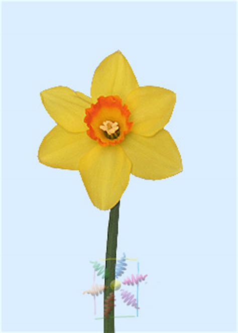 Daffodil Flower Information | Daffodil Cut Flower | Flower Shop Network