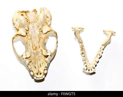 A stoat or weasel skull on white background Stock Photo - Alamy