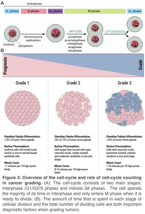 Low-Cost Cell Biology Experiments for Data Scientists | by Paul Mooney ...