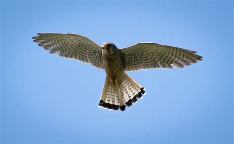 Kestrel hunting at RSPB Saltholme, | Wildlife Photography around the UK | AJ.Stoves Photography