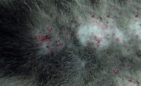 Skin Allergies In Cats - Causes And Treatments - Petmoo