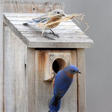 Basics of monitoring Bluebird and other birds nest boxes — The Wood ...