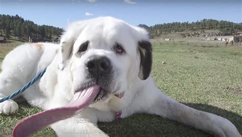 South Dakota St. Bernard has record-longest tongue for a dog | The Daily Courier | Prescott, AZ