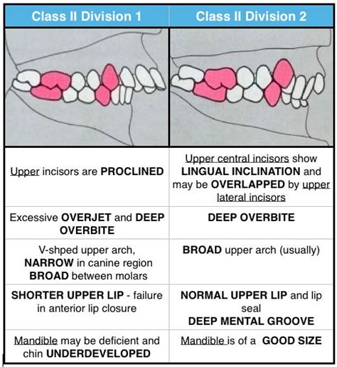 class i normal occlusion - Mee Withers