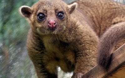 Kinkajou - Carolina Tiger Rescue