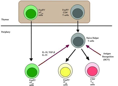 The Research of Treg Cells: Progress and Challenge