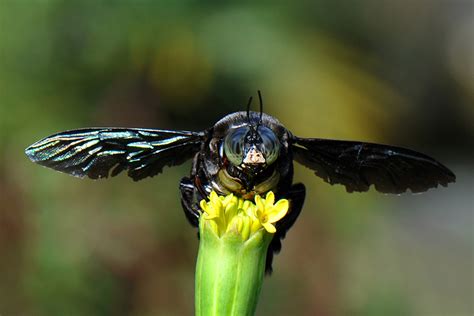 This huge black bee is a gentle giant - Australian Geographic