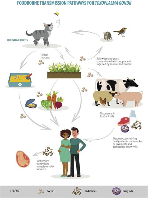 Toxoplasmosis Gondii Life Cycle