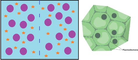 Plasmodesmata: Definition & Function - Video & Lesson Transcript | Study.com