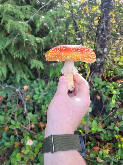 spreading amanita muscaria spores : r/AmanitaMuscaria