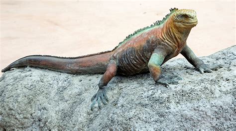 Galapagos marine iguana - San Francisco Zoo & Gardens