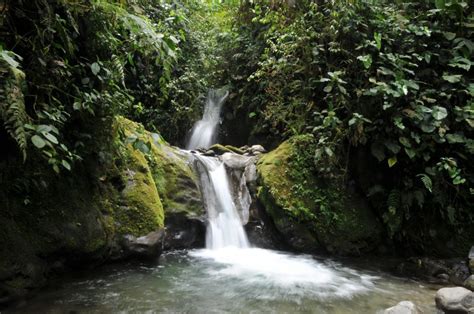 Mindo Cloud Forest - Ecuador Mindo Birdwatching-Ecuador Eco Adventure