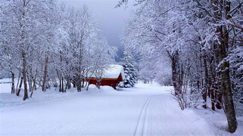 Wallpaper : frost, Freezing, tree, weather, season, blizzard, winter storm, 3840x2164 px, rain ...