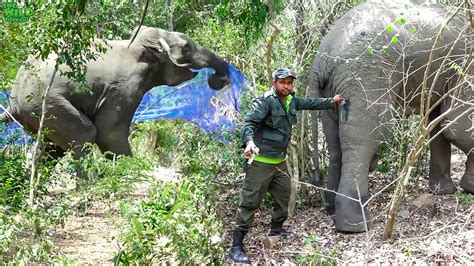 Humans to the Rescue! Elephant shot in the leg being saved - Wild ...