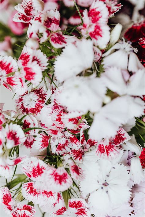 White and Red Flowers in Tilt Shift Lens, HD phone wallpaper | Peakpx