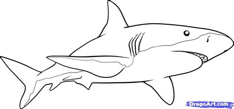 Shark Line Drawing at PaintingValleycom Explore collection of shark ...