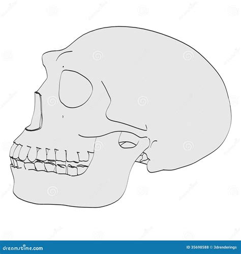 Erectus Skull Royalty Free Stock Photos - Image: 35698588