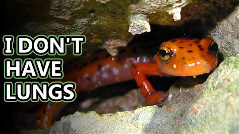 Lungless Salamander facts: guess how they smell! | Animal Fact Files - YouTube