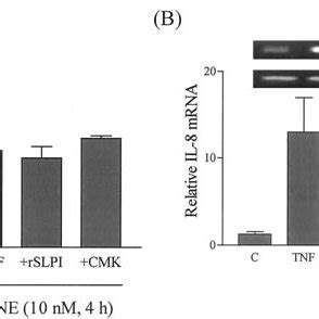 NE induction of IL-8 protein production and IL-8 gene expression in... | Download Scientific Diagram