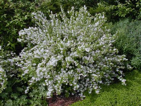 deutzia gracilis | Plants, Purple flowering tree, Evergreen shrubs