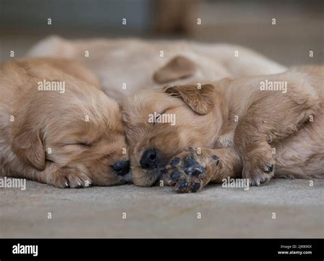 Two Golden Retriever puppies sleeping together Stock Photo - Alamy